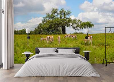 A small group of Thomson`s Gazelle grazing in an open field Wall mural